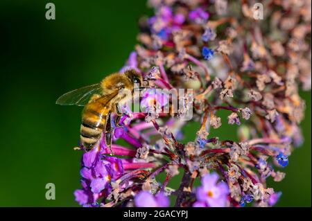 Gros plan d'une abeille (APIs mellifera) sur les fleurs de bourgeonneia au soleil. Banque D'Images