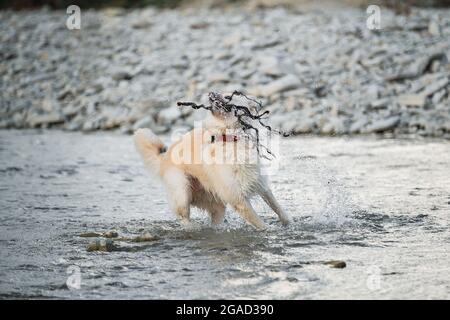 Blanc moelleux grand mongrel reste le long de la rivière et tient la branche d'arbre dans la bouche. Demi-race de husky sibérien et de berger suisse blanc. Passez du temps avec Do Banque D'Images