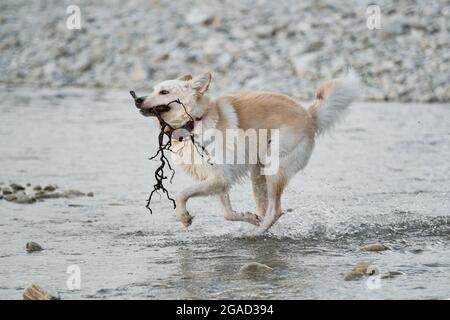 Blanc moelleux grand mongrel court le long de la rivière et tient la branche d'arbre dans la bouche. Demi-race de husky sibérien et de berger suisse blanc. Passez du temps avec votre chien Banque D'Images