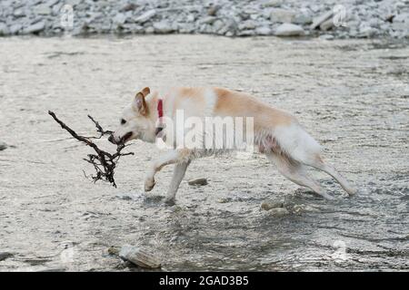 Blanc moelleux grand mongrel court le long de la rivière et tient la branche d'arbre dans la bouche. Demi-race de husky sibérien et de berger suisse blanc. Passez du temps avec votre chien Banque D'Images