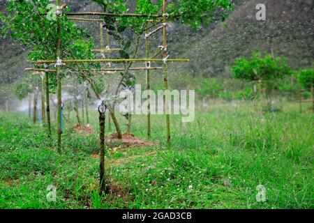Système d'irrigation dans le jardin de fruits, arrosage des plantes Banque D'Images