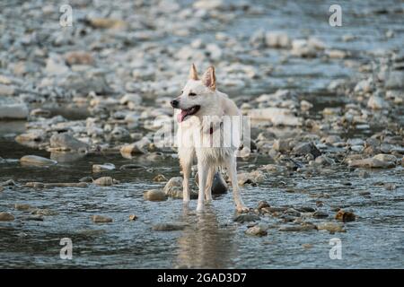 Blanc moelleux grand mongrel se tient dans la rivière et regarde soigneusement devant. Demi-race de husky sibérien et de berger suisse blanc. Passez du temps avec votre chien Banque D'Images