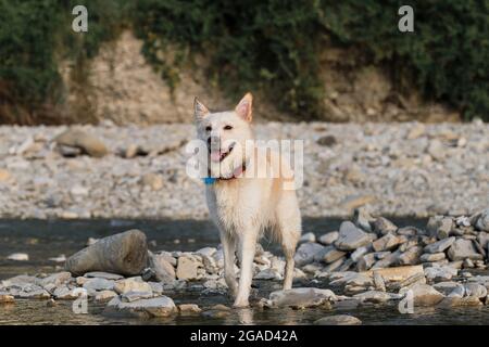 Blanc duveteux grand mongrel se dresse sur la rive rocheuse de la rivière et regarde soigneusement devant. Demi-race de husky sibérien et de berger suisse blanc. Passez du temps Banque D'Images