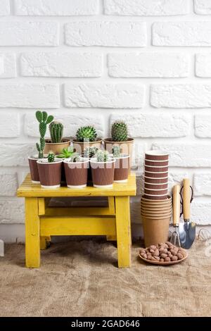 Collection de Cactus et de plantes succulentes dans des gobelets en papier sur de petits outils de jardin miniatures de table jaunes. Maison jardin Banque D'Images