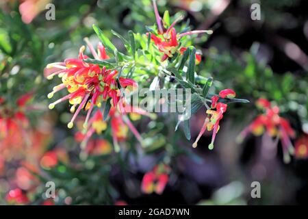 Grevillea 'Bonnie Prince Charlie' (Grevillea rosmarinifolia x alpina), Australie méridionale Banque D'Images