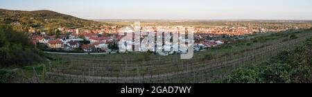 Panorama de Svaty Jur - petite ville située sur les pentes des montagnes des petits Carpates et entourée de vignobles typiques en terrasse. Slovaquie Banque D'Images