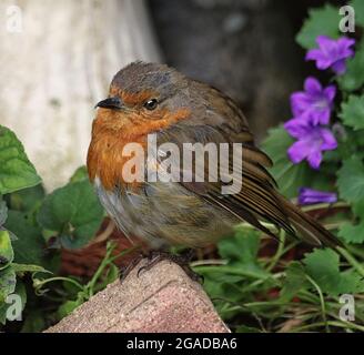 Robin européenne ou anglaise perchée sur une pierre de jardin (erithacus Rubecula) Banque D'Images