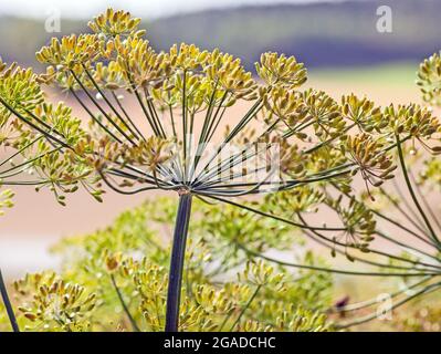 L'aneth, Anethum graveolens Banque D'Images