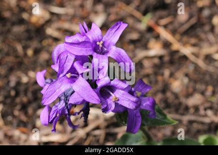 Fleur de bellflower en grappes violettes, variété Campanula glomerata Joan Elliott, fleurs avec un fond flou de copeaux de bois et de terre. Banque D'Images