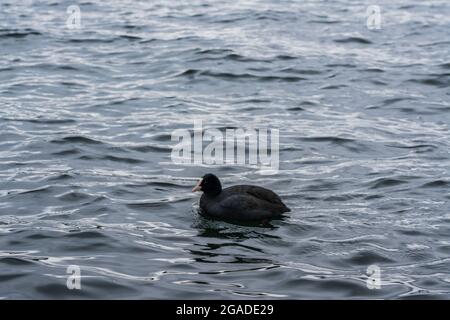 Canard de sauvagine noire flottant sur les eaux du lac Ashi, au Japon. Banque D'Images
