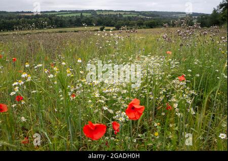 Aylesbury Vale, Buckinghamshire, Royaume-Uni. 28 juillet 2021. Pâquerettes et coquelicots dans un champ près du composé HS2 à Jones Hill Wood. Crédit : Maureen McLean/Alay Banque D'Images