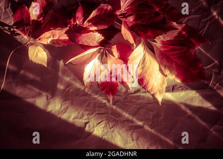 Feuilles colorées de lierre d'automne rouge et jaune sur papier texturé Banque D'Images