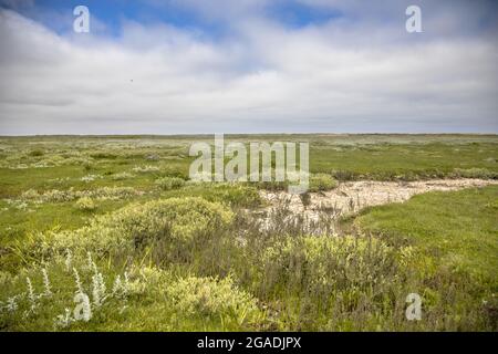 Marécages marécageux avec système de drainage naturel sur l'île des wadden d'Ameland, en Frise, aux Pays-Bas Banque D'Images