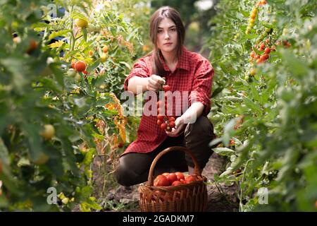 Jeune femme en serre cueillant des tomates rouges Banque D'Images