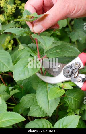 Boutures fuchsia. Prise de boutures de pousses douces et sans fleurs d'une plante fuchsia pour la propagation. ROYAUME-UNI Banque D'Images