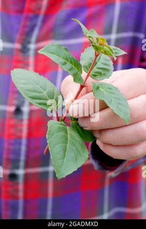 Prise de boutures fuchsia. Coupe de tige saine et sans flux d'une plante fuchsia pour la propagation. ROYAUME-UNI Banque D'Images