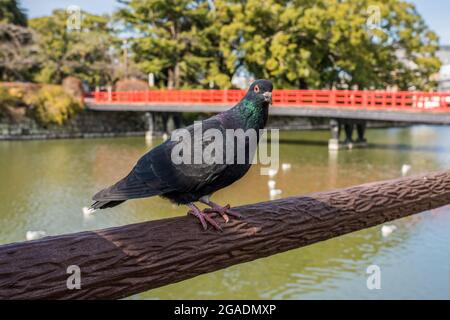 Pigeon perché sur le pont de Gakubashi dans le parc du château d'Odawara, au Japon. Banque D'Images