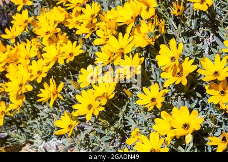 Un tapis de pâquerettes de Namaqua Widowseed de couleur dorée, Osteospermum Hyoseroides, en pleine floraison au printemps dans la réserve naturelle de Goegap Banque D'Images