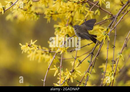 Petit oiseau mignon de chiffballe commune (Phylloscopus collybita) assis sur une branche de brousse avec de belles fleurs jaunes. Banque D'Images