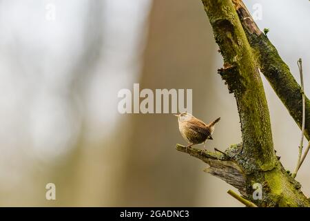 Petit oiseau mignon Wren (troglodytes troglodytes) assis sur une branche dans la forêt et regardant autour. Banque D'Images