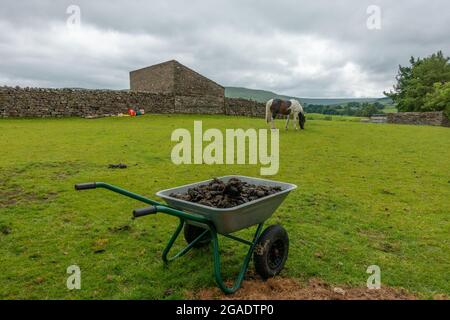 Fumier de cheval recueilli dans une brouette dans un champ avec un cheval Skewbald en arrière-plan, à Wensleydale, dans le North Yorkshire, au Royaume-Uni Banque D'Images