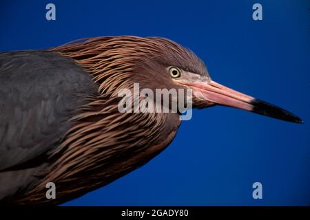 Aigrette garzette Egretta rufescens rougeâtre, Banque D'Images