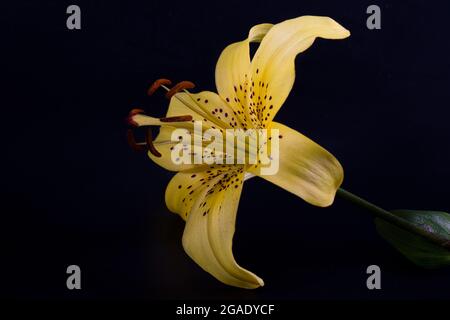 Élégant tigre jaune ou lys léopard (lys en forme de lance) gros plan sur un fond noir foncé. Une photo minimaliste pour une affiche. Banque D'Images