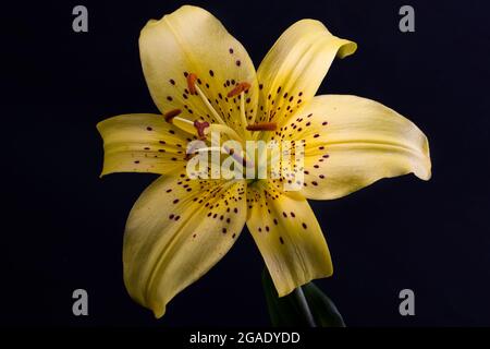 Élégant tigre jaune ou lys léopard (lys en forme de lance) gros plan sur un fond noir foncé. Une photo minimaliste pour une affiche. Banque D'Images