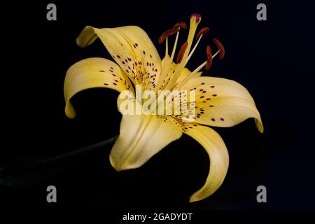 Élégant tigre jaune ou lys léopard (lys en forme de lance) gros plan sur un fond noir foncé. Une photo minimaliste pour une affiche. Banque D'Images