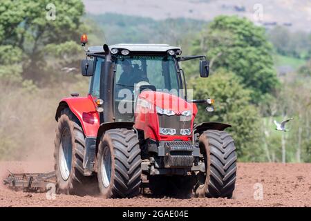 Agriculteur utilisant un Massey Ferguson 7616, en pressant le lit de semence après avoir réensemené un pré dans la vallée d'Eden, Cumbria, Royaume-Uni. Banque D'Images