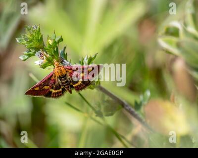 Le papillon à la menthe, alias pyrausta purpuralis, a trouvé Devon, au Royaume-Uni. Banque D'Images