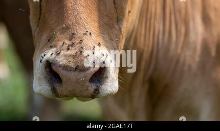 Les bovins étant dérangés par les mouches sur leur visage pendant un été chaud. Yorkshire, Royaume-Uni. Banque D'Images