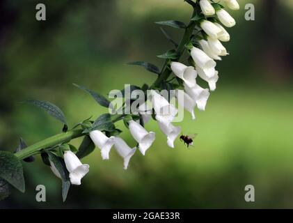 Un bourdon à queue blanche - Bombus lucorum - vole par les fleurs d'un rengant blanc - digitalis purpurea albiflora Banque D'Images