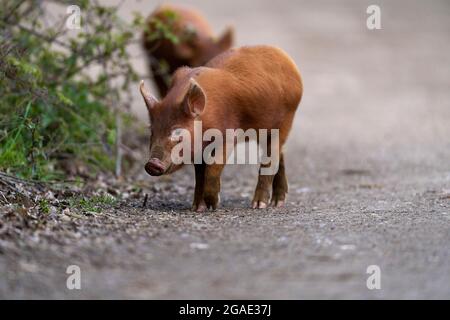 Tamworth porcelets-sus scrofa domesticus. Banque D'Images