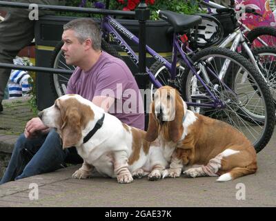 Un maître de chien est assis avec ses deux bassets à Chester, en Angleterre, lors d'une chaude journée d'été Banque D'Images