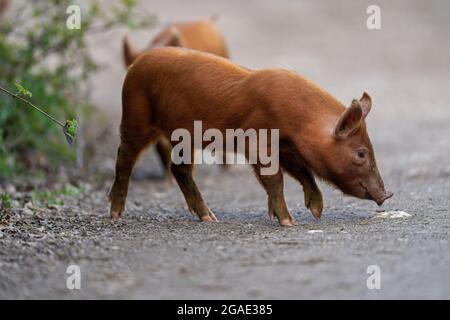 Tamworth porcelets-sus scrofa domesticus. Banque D'Images