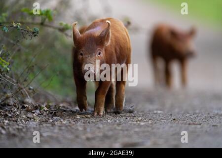 Tamworth porcelets-sus scrofa domesticus. Banque D'Images