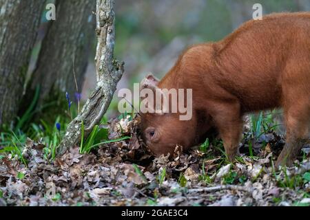 Tamworth porcelets-sus scrofa domesticus. Banque D'Images