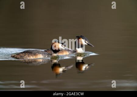 Hommes et femmes Grands grebes à crête - Podiceps cristatus. Ressort Banque D'Images