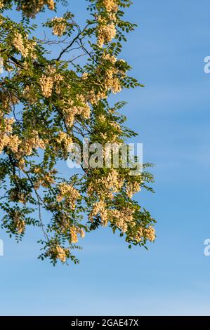 Plan vertical d'un acacia en fleurs Banque D'Images