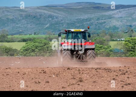 Agriculteur utilisant un Massey Ferguson 7616, en pressant le lit de semence après avoir réensemené un pré dans la vallée d'Eden, Cumbria, Royaume-Uni. Banque D'Images