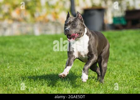 Chien d'Amérique bringé bleu vif Staffordshire Terrier ou AmStaff In bougez dans la nature Banque D'Images