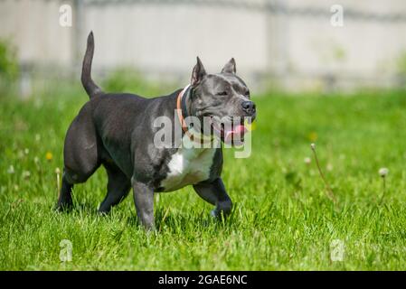 Chien d'Amérique bringé bleu vif Staffordshire Terrier ou AmStaff In bougez dans la nature Banque D'Images
