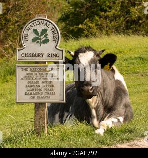 Image comique d'une vache à côté d'un panneau National Trust pour la colline fort os Cissbury Ring dans le parc national de South Downs, West Sussex, Royaume-Uni. Banque D'Images