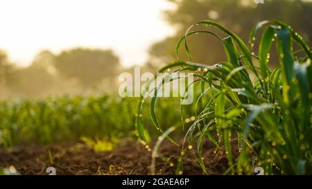 Prise de vue matinale avec champ de campagne. Champ de sorgho. Les autres noms incluent le dura, le millet égyptien, le feterita, le maïs de Guinée, le jowar, milo shalu et solam. Banque D'Images