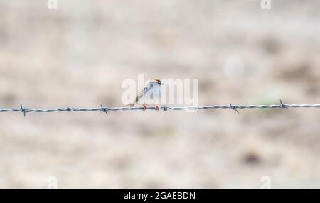 Un Bruant à pécheurs (Spizella passerina) perchée sur un fil barbelé au printemps sur les plaines du Colorado Banque D'Images