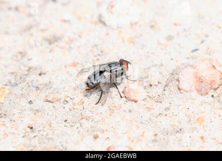 Une mouche satellite (sous-famille des Miltogramminae) perchée sur une surface rocheuse Banque D'Images