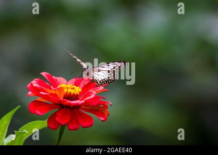 papillons et fleurs d'été brillantes sur un fond de feuillage bleu dans un jardin de fées Banque D'Images