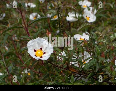 Plante à fleurs de Cistus ladanifer ou de labdanum ou de rockrose de gomme. Fleurs, bourgeons et feuilles à pois blancs Banque D'Images