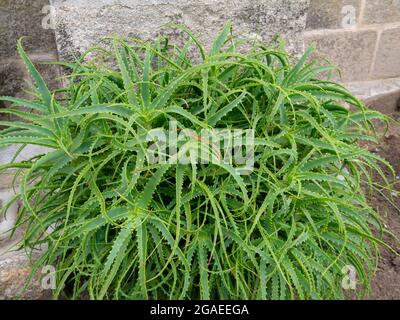 Aloe arborescens plante succulente. Krantz ou candelabra aloe. Banque D'Images